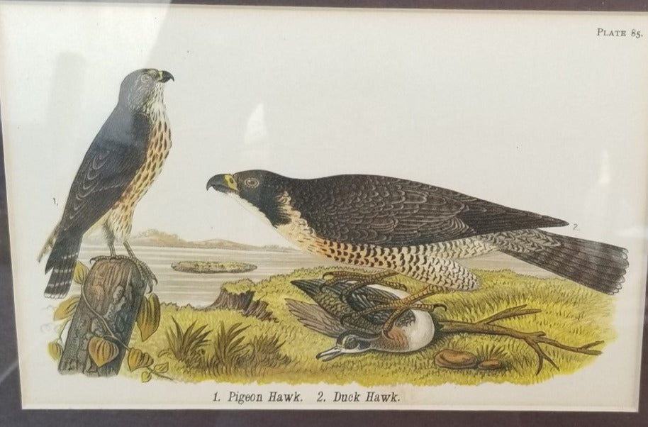 PAIR OF HORZONTAL BIRD PRINTS