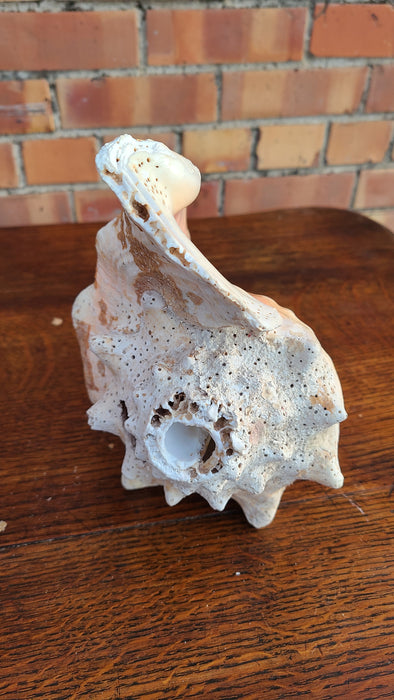 CONCH SHELL