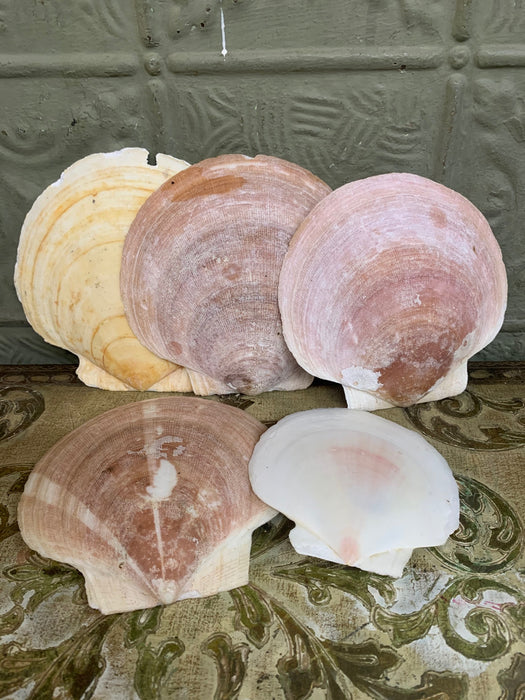 SHELL (EACH)