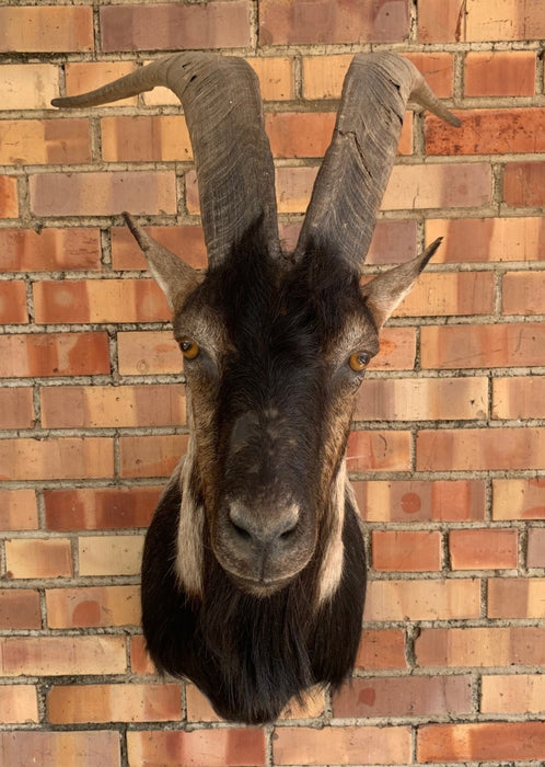 TAXIDERMY BILLY GOAT