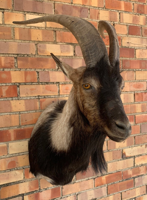 TAXIDERMY BILLY GOAT