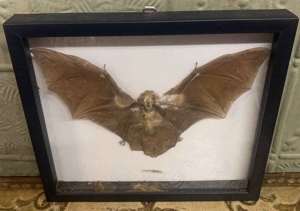 OLD BAT SPECIMAN