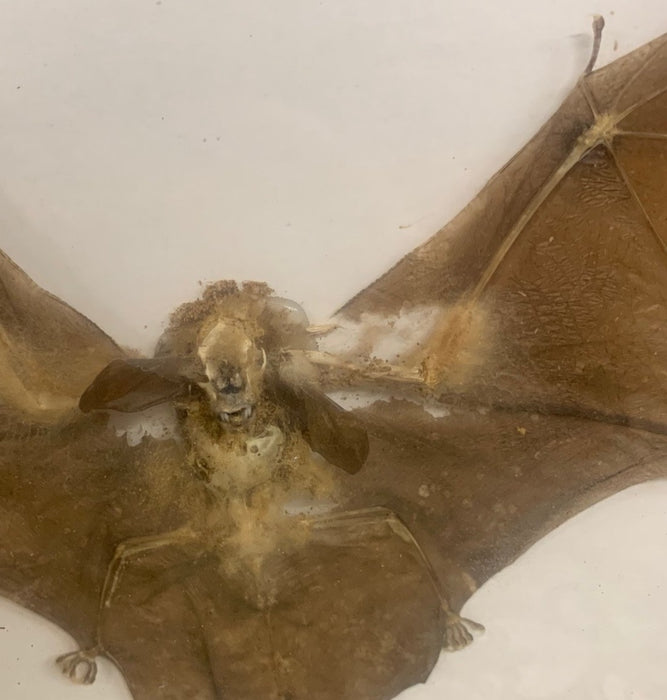 OLD BAT SPECIMAN