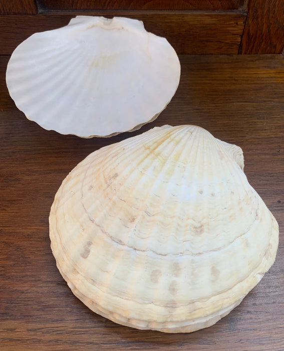 SET OF 8 CLAM SHELLS