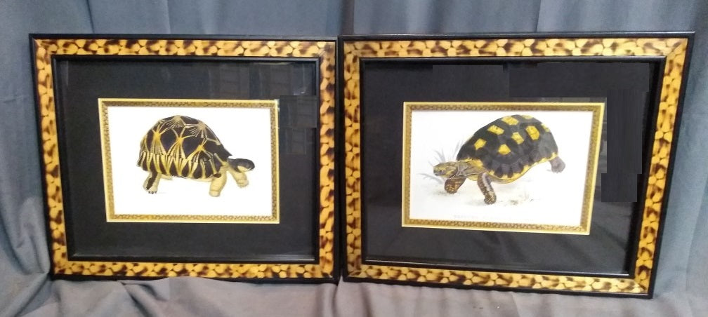 PAIR OF TORTOISE PRINTS