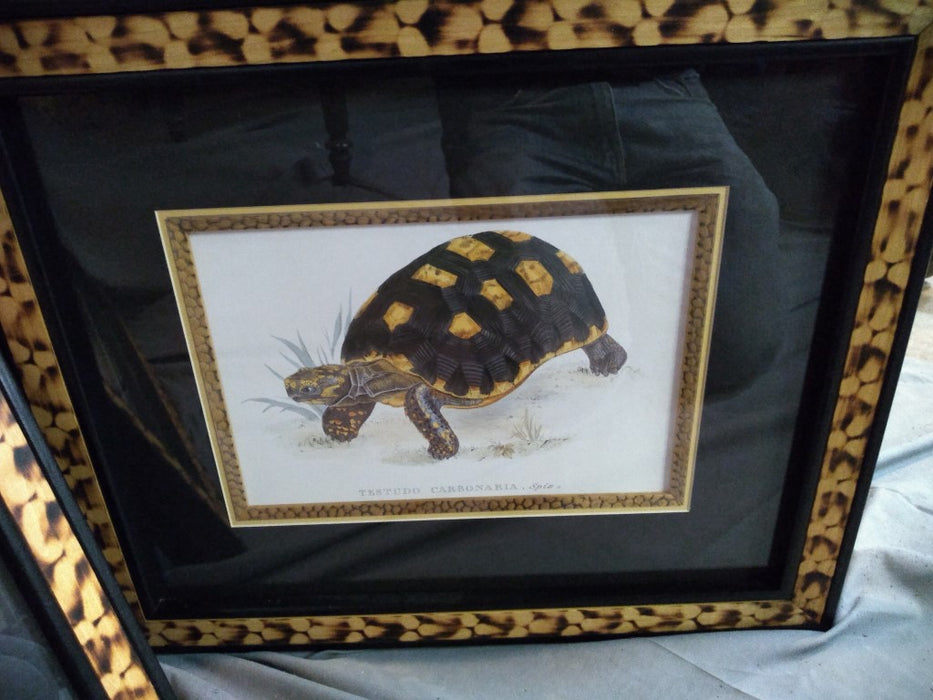 PAIR OF TORTOISE PRINTS