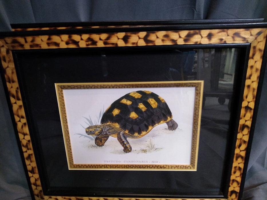 PAIR OF TORTOISE PRINTS