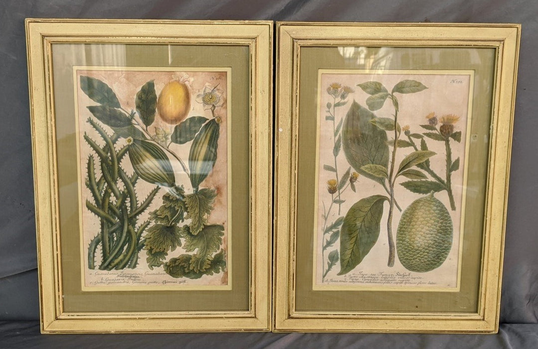 PAIR OF 19TH CENTURY BOTANICAL PRINTS