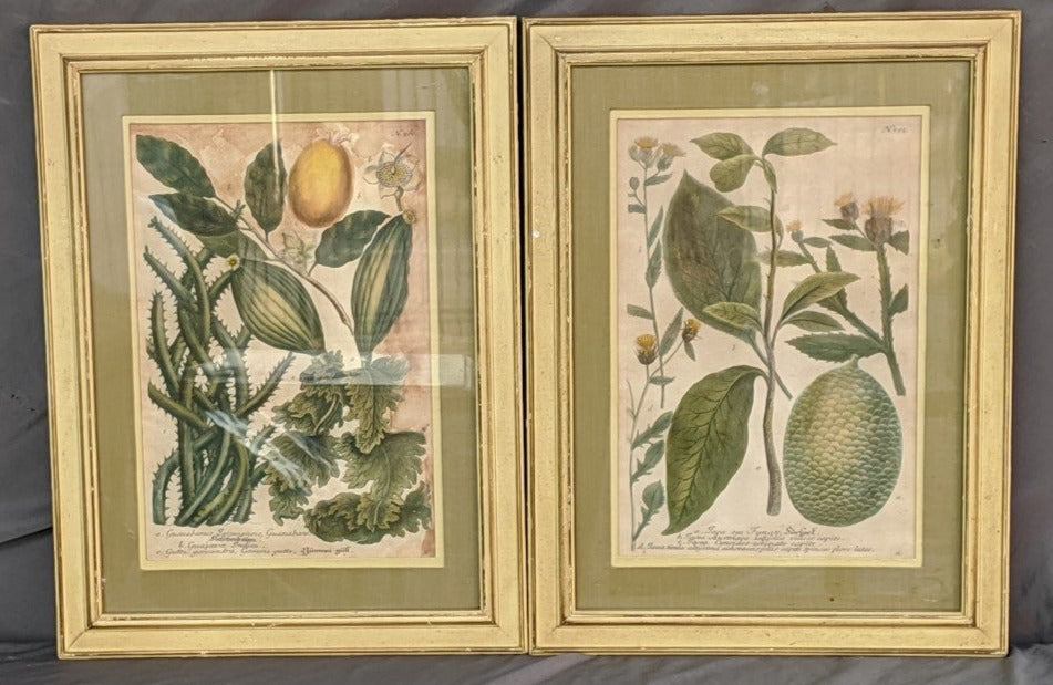 PAIR OF 19TH CENTURY BOTANICAL PRINTS