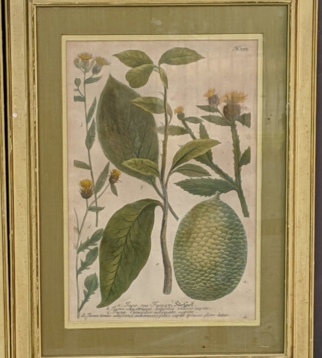 PAIR OF 19TH CENTURY BOTANICAL PRINTS