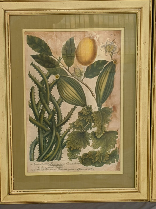 PAIR OF 19TH CENTURY BOTANICAL PRINTS