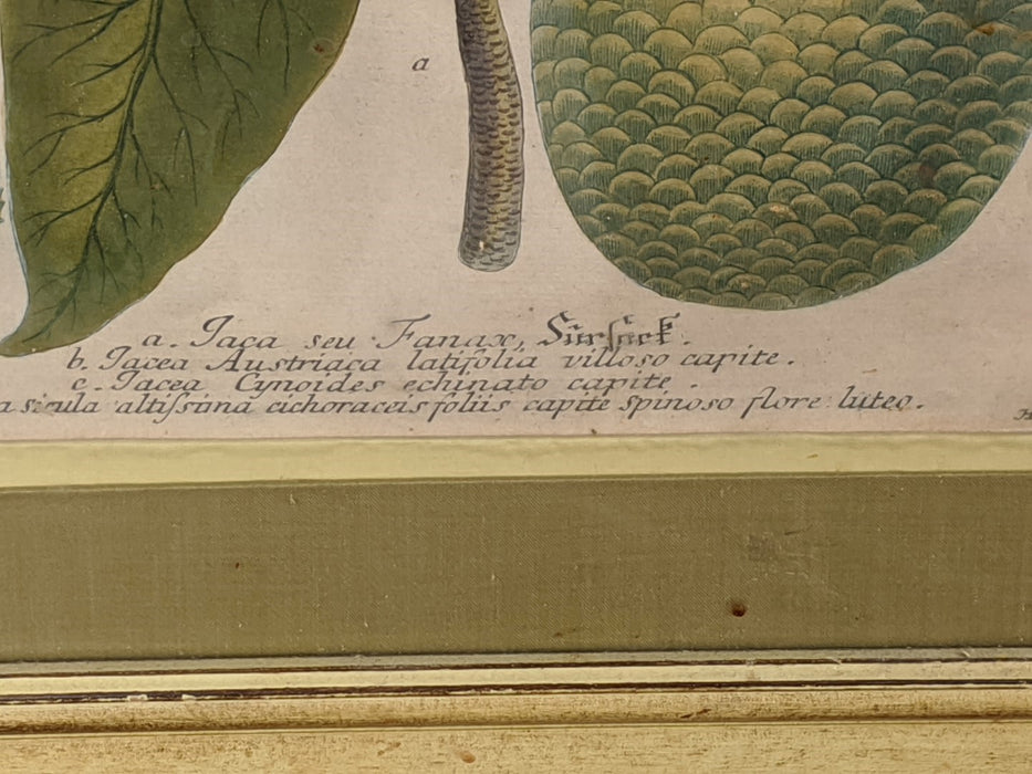 PAIR OF 19TH CENTURY BOTANICAL PRINTS