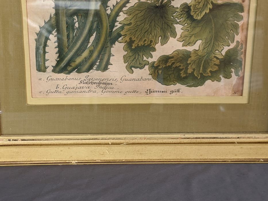 PAIR OF 19TH CENTURY BOTANICAL PRINTS