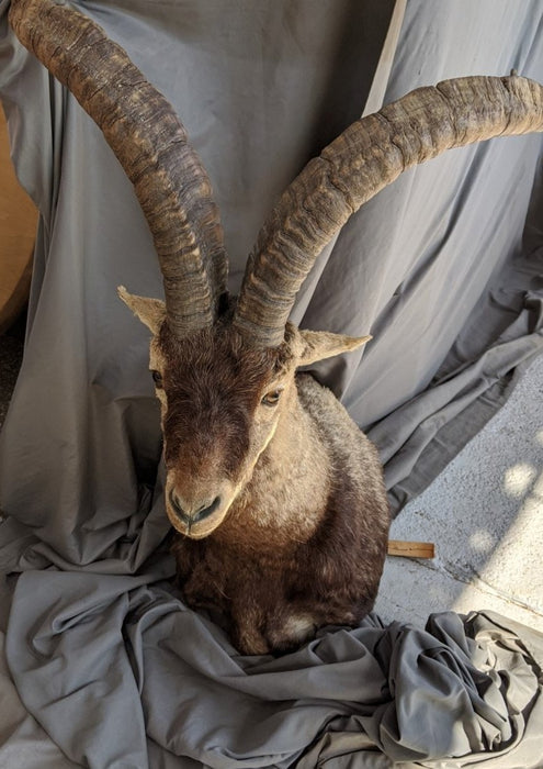 EXOTIC AFRICAN ANTELOPE MOUNT IBEX OR RAM