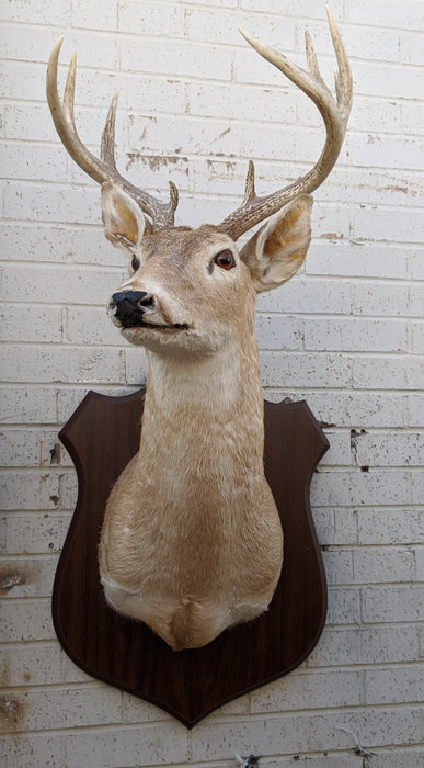 LARGE DEER MOUNT