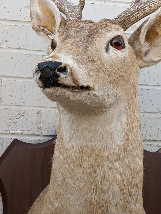 LARGE DEER MOUNT