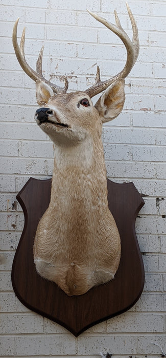 LARGE DEER MOUNT