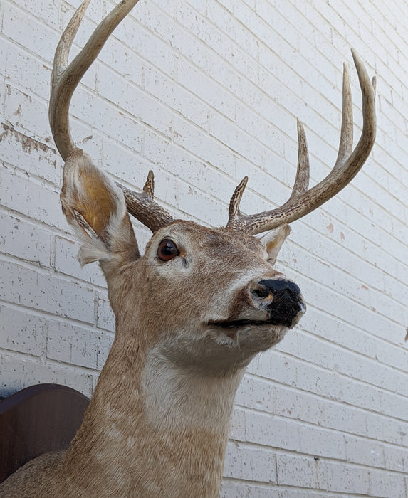 LARGE DEER MOUNT