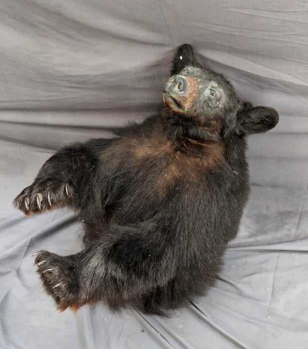 BLACK BEAR TORSO TAXIDERMY