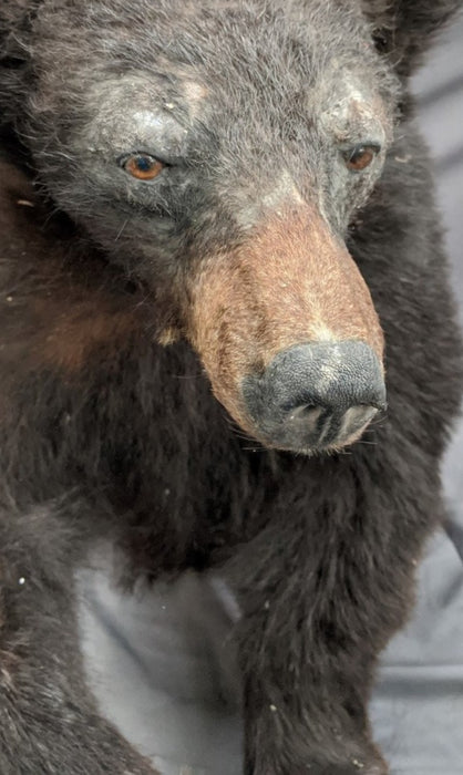 BLACK BEAR TORSO TAXIDERMY