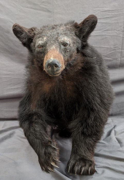 BLACK BEAR TORSO TAXIDERMY