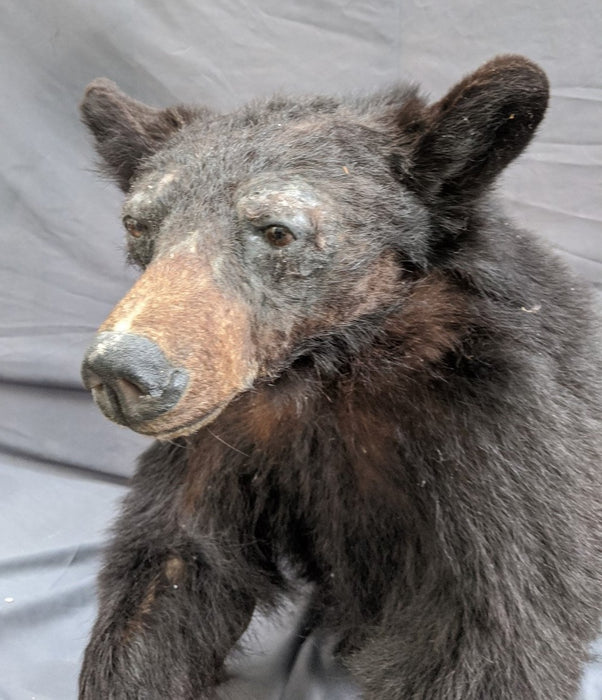 BLACK BEAR TORSO TAXIDERMY