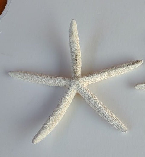 LARGE WHITE STARFISH-
