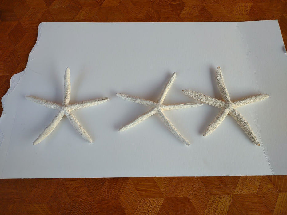 LARGE WHITE STARFISH-