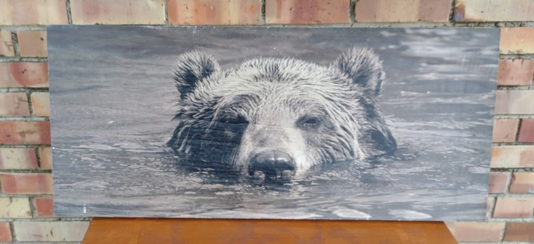 PICTURE OF BEAR SWIMING IN WATER-ON BOARD