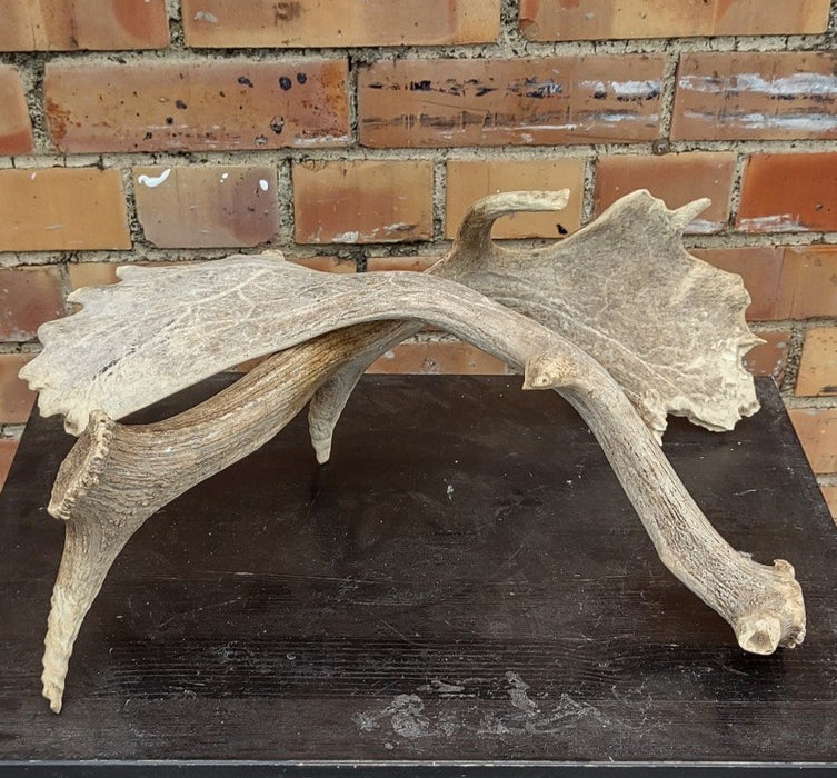 PAIR OF SMALL MOOSE ANTLERS