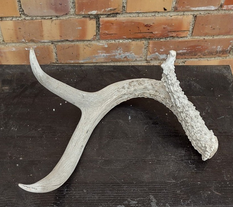 3 POINT ANTLER