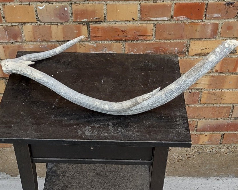 LONG SUN BLEACHED ANTLER
