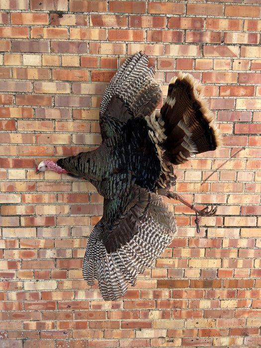 WILD TURKEY MOUNT