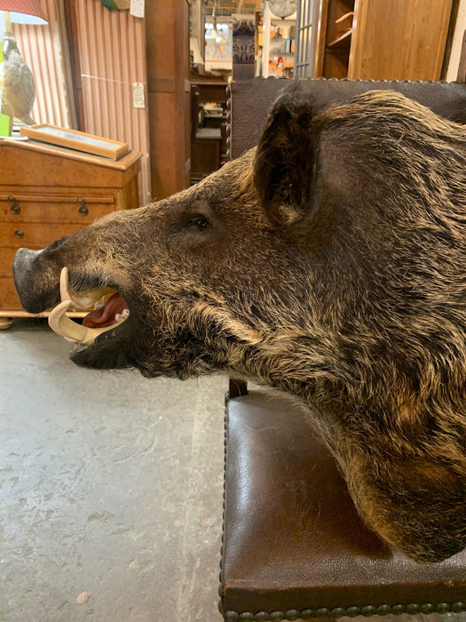 LARGE BOAR'S HEAD TAXIDERMY