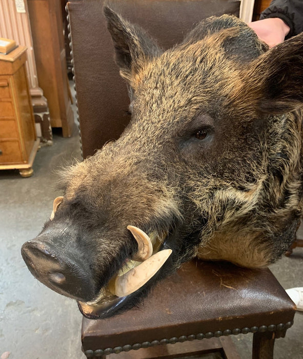 LARGE BOAR'S HEAD TAXIDERMY