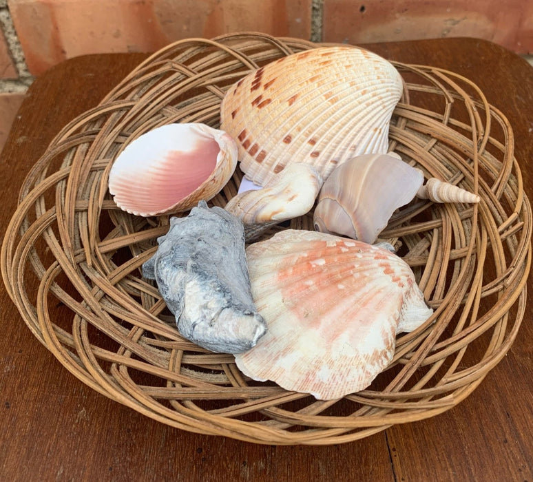 BASKET OF SHELLS