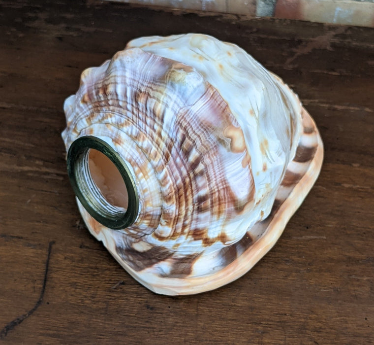 CONCH SHELL WITH CARVING