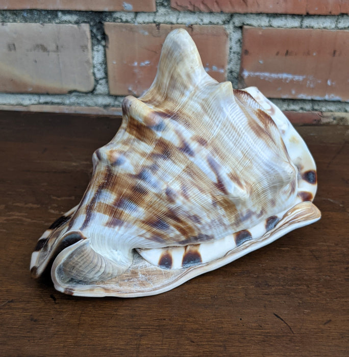 CONCH SHELL