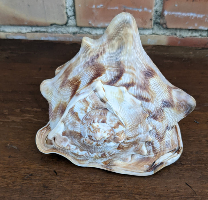 CONCH SHELL