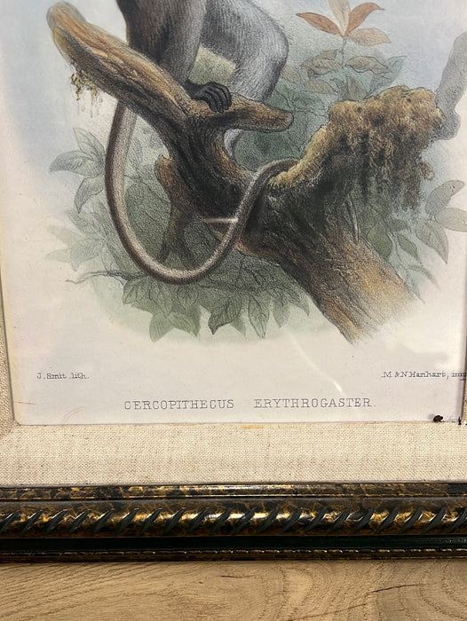 ENGRAVING OF CERCOPITHECUS ERYTHROGASTER
