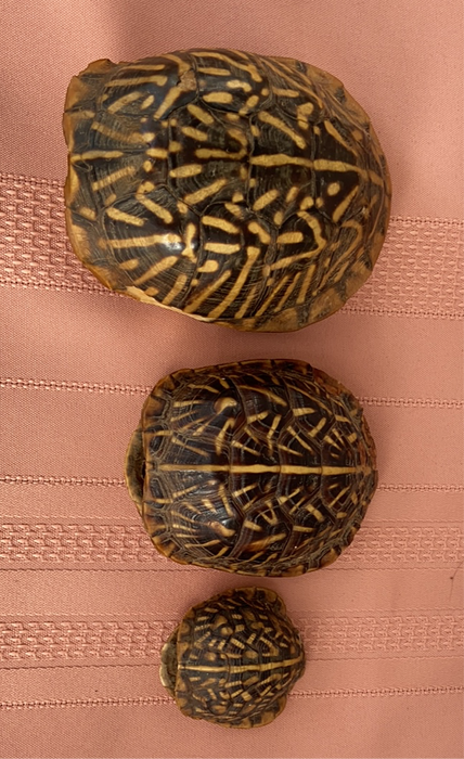 SET OF 3 GRADUATED SIZE TURTLE SHELLS