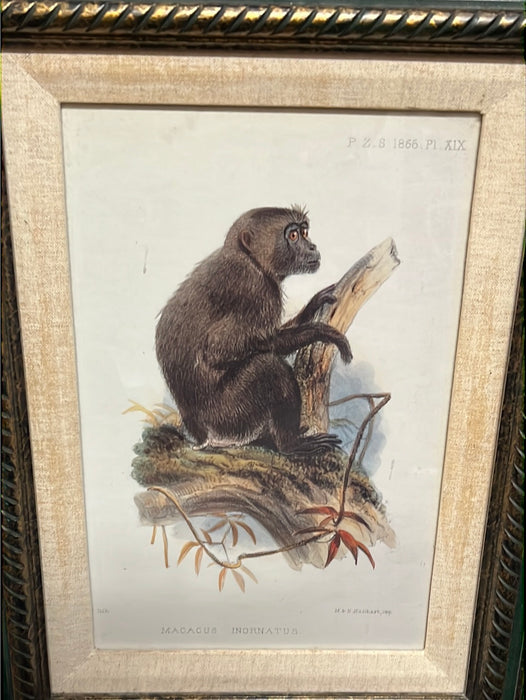 ENGRAVING OF MACACUS INORNATUS