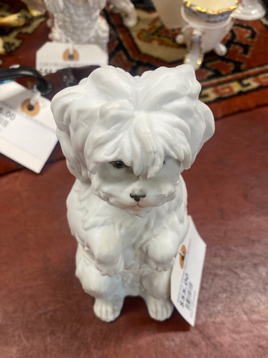 WHITE DOG WITH BANGS