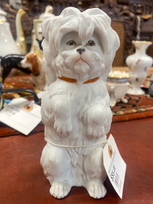 WHITE DOG WITH BANGS