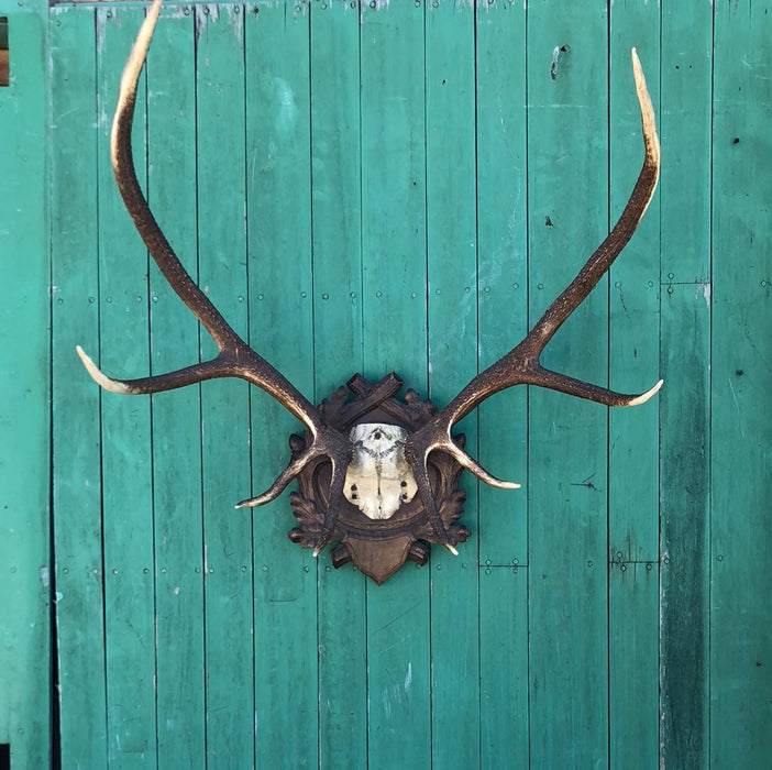 BLACK FOREST CARVED PLAQUE WITH ELK HORNS RACK