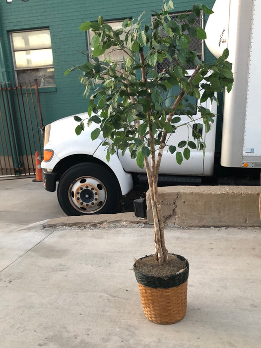 LARGE FAUX FICUS TREE IN BASKET