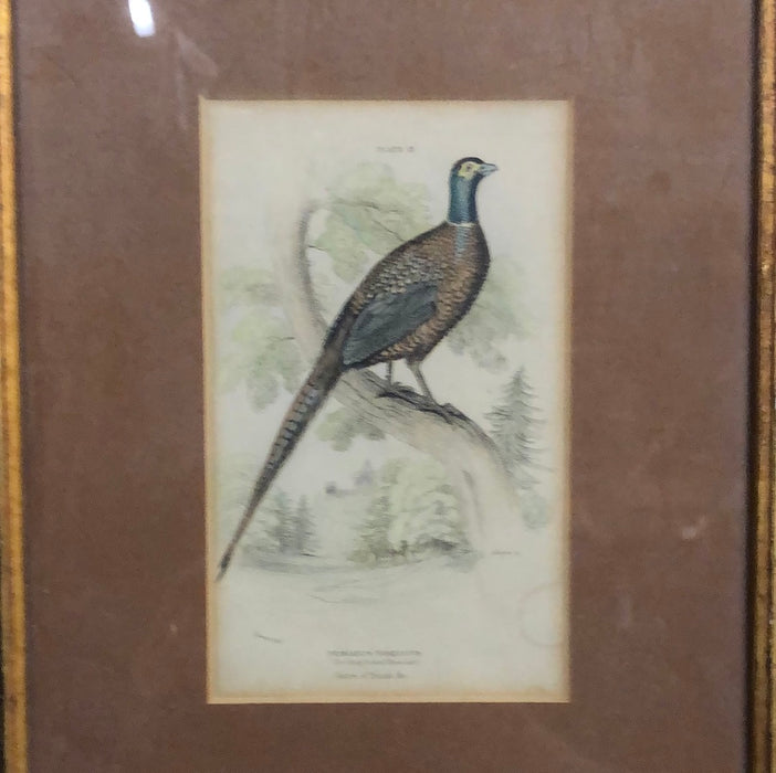 SMALL FRAMED PHEASANT ENGRAVING