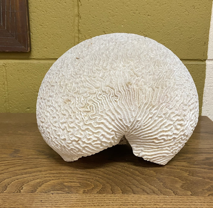 BRAIN CORAL SPECIMEN