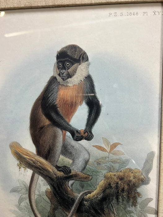ENGRAVING OF CERCOPITHECUS ERYTHROGASTER