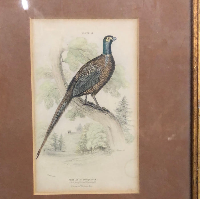 SMALL FRAMED PHEASANT ENGRAVING